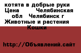котята в добрые руки › Цена ­ 10 - Челябинская обл., Челябинск г. Животные и растения » Кошки   